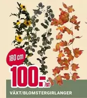 Växt/Blomstergirlanger
