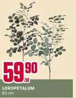 LOROPETALUM