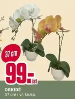 ORKIDÉ