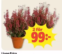 Ljung Erica