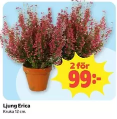 Ljung Erica
