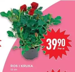 ROS I KRUKA