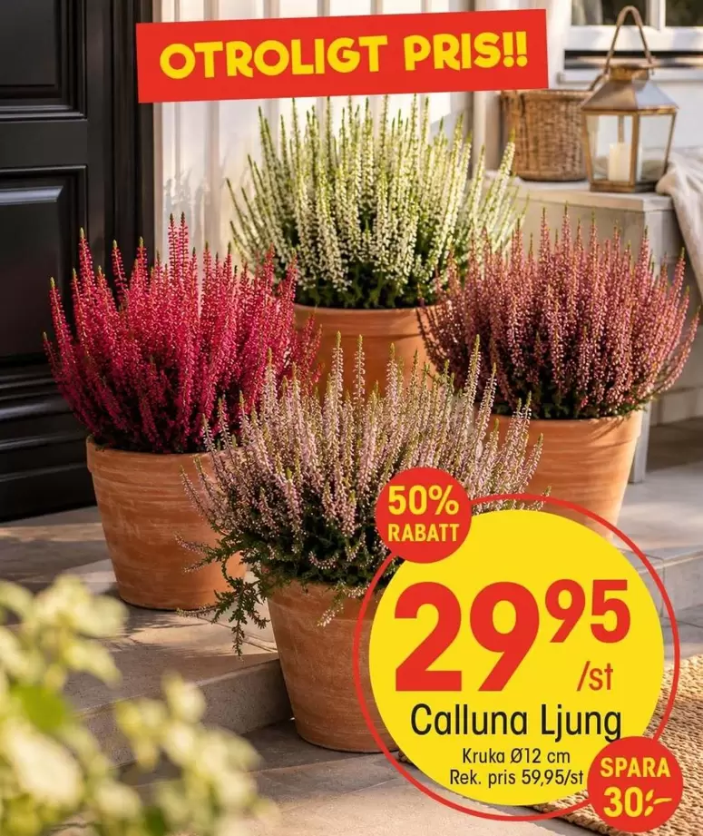 Calluna Ljung