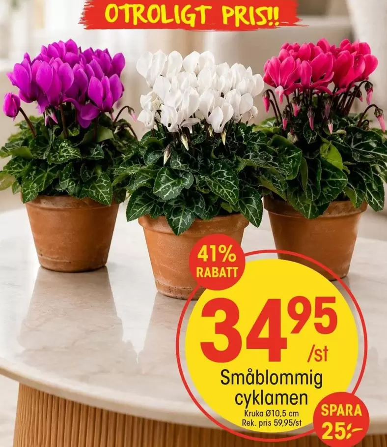 Småblommig cyklamen