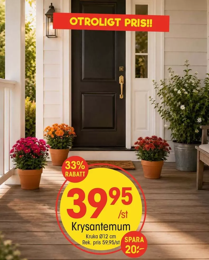 Krysantemum