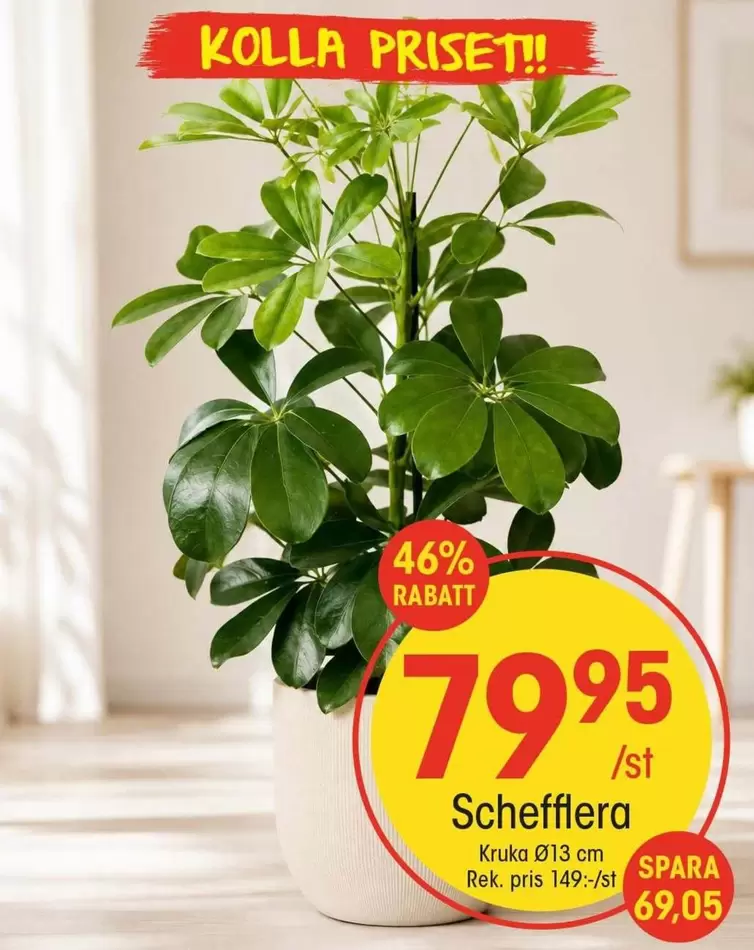Schefflera Kruka