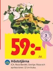 Höststjärna