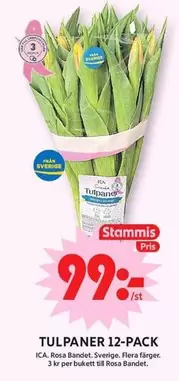 TULPANER 12-PACK