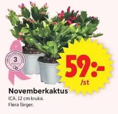 Novemberkaktus