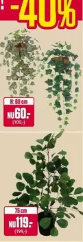 Hanging plants