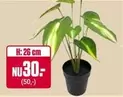 Houseplant