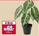 Alocasia