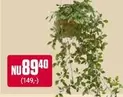 Hanging plant