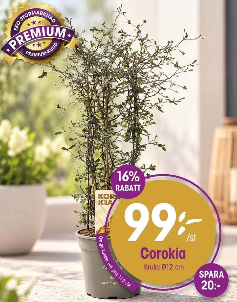 EKO - Corokia Kruka