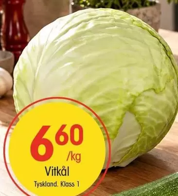Vitkål