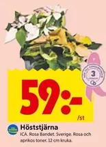 Höststjärna