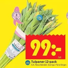 Tulpaner 12-pack