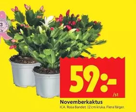Novemberkaktus
