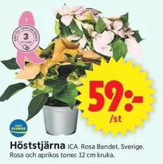 Höststjärna