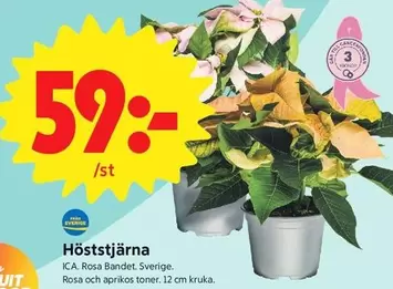 Höststjärna