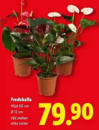 Fredskalla