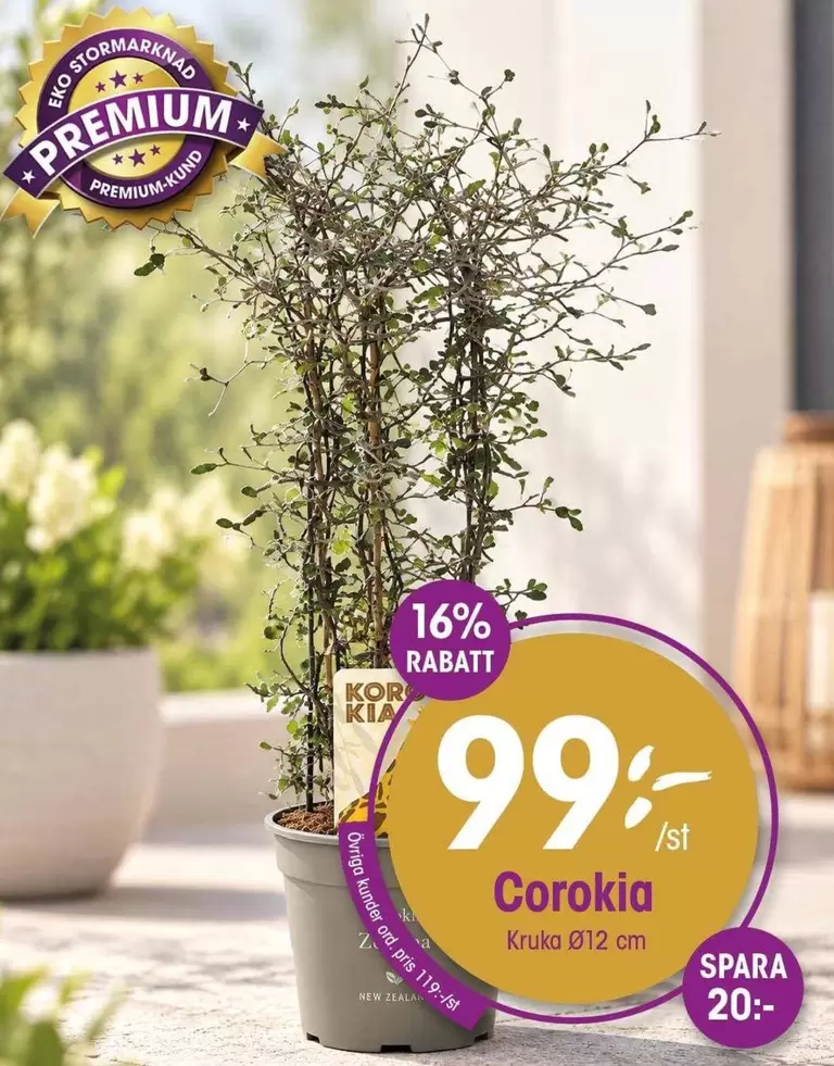EKO - Corokia Kruka