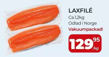 LAXFILÉ