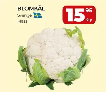 BLOMKÅL Sverige Klass 1
