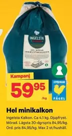 Ingelsta kalkon - Hel minikalkon
