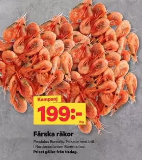PANDALUS - Färska räkor