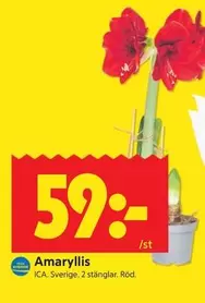 Amaryllis