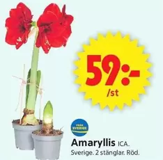 Amaryllis