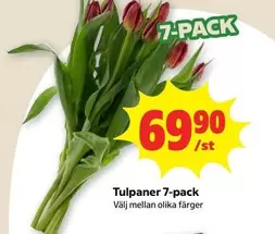 Tulpaner