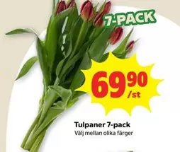 Tulpaner