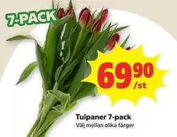 Tulpaner