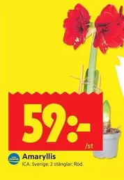 Amaryllis