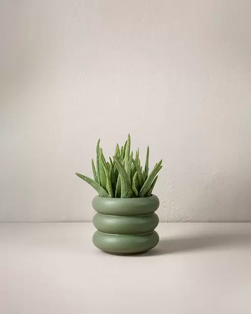 Aloe vera 40 cm