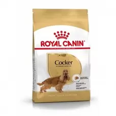 Cocker Spaniel Adult