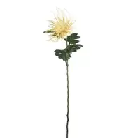 Spindelchrysanthemum - Orange - 70 cm   145 kr   Köp