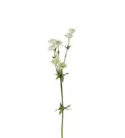 Stjärnflocka - Grön - 55 cm   109 kr   Köp