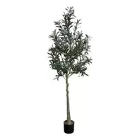 Olivträd - 170 cm   2100 kr   Köp