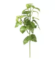 Basilika - Grön - 30 cm   89 kr   Köp