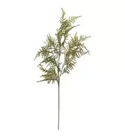 Asparagus - Grön - 70 cm