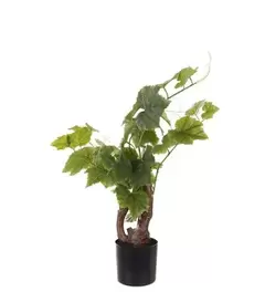 Vinstock - Grön - 55 cm