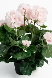 Pelargon - Ljusrosa - 35 cm