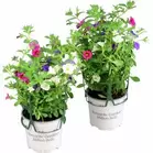 Romantic Garden Mixplantering