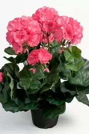 Pelargon - Rosa - 35 cm
