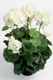 Pelargon - Vit - 35 cm