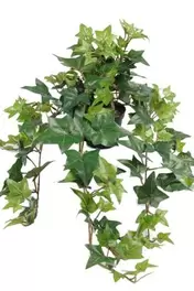 Murgröna - Konstväxt - 60 cm
