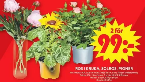 ROS I KRUKA, SOLROS, PIONER